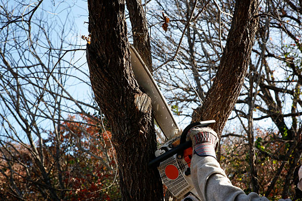 Best Commercial Tree Services  in Lolo, MT